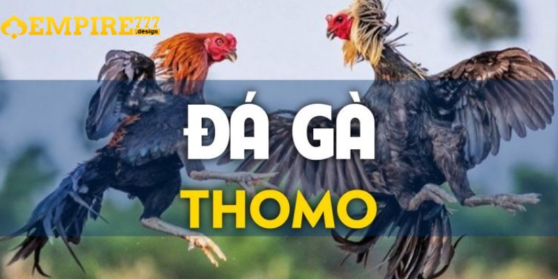 Chọn đúng thời điểm để tham gia cược đá gà giải thomo
