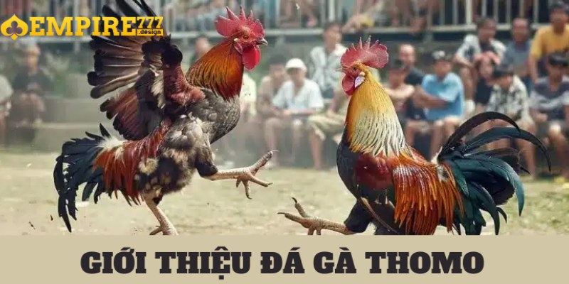 Đặt cược vào các gà chiến mạnh có tỷ lệ chiến thắng cao