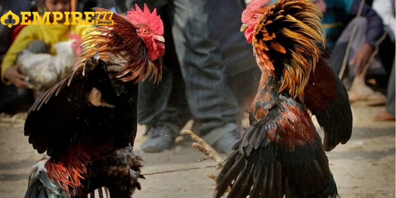 Người chơi có thể đặt cược vào các trận đấu theo sở thích