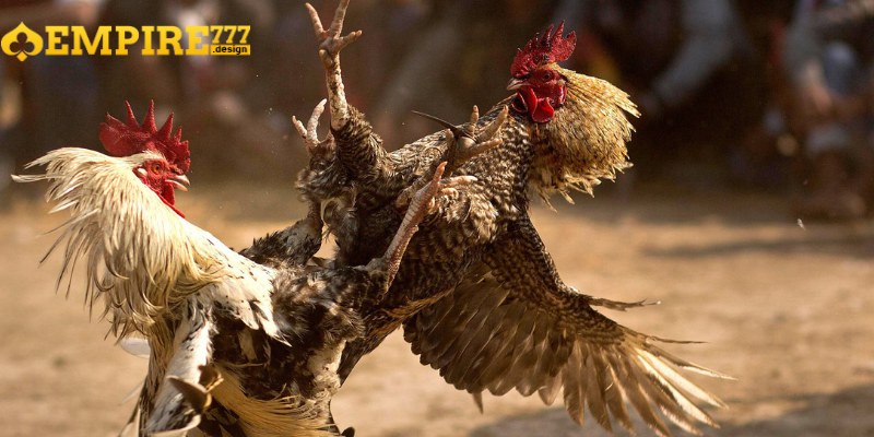 Theo dõi trực tiếp các trận đấu đá gà Mỹ qua nền tảng EMPIRE777