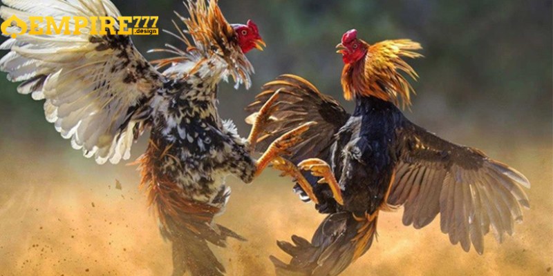 Trải nghiệm đá gà Mỹ với các chiến kê mạnh mẽ và tài ba